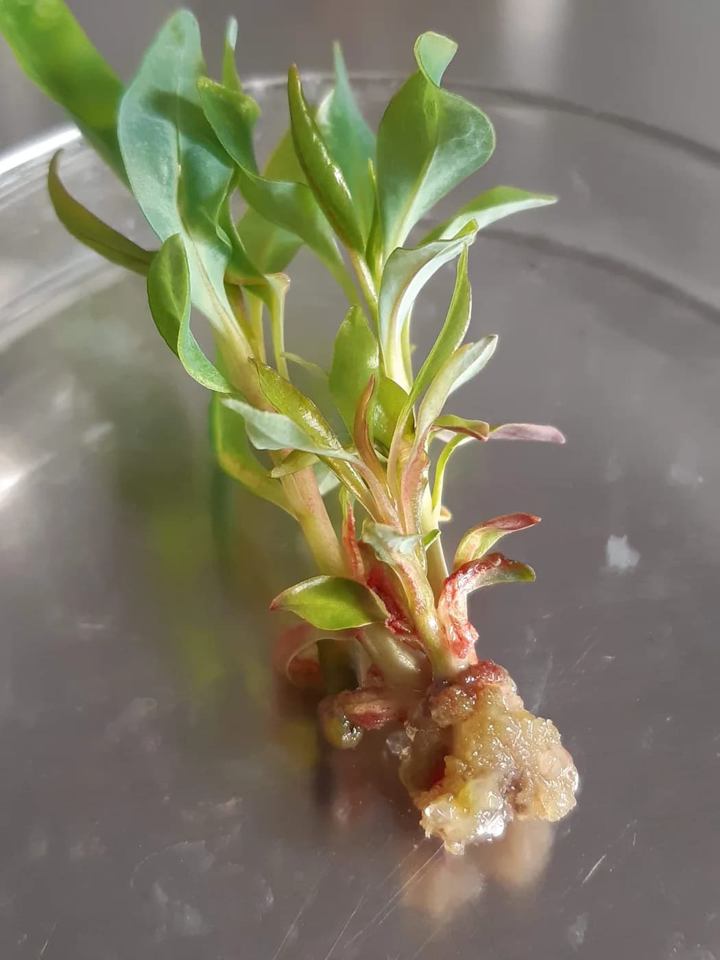 Explante vegetal propagado en condiciones in vitro